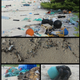 Image: Jennifer Lavers via PNAS